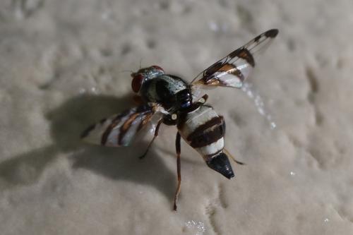 Réf. 222 548 : Myennis octopunctata